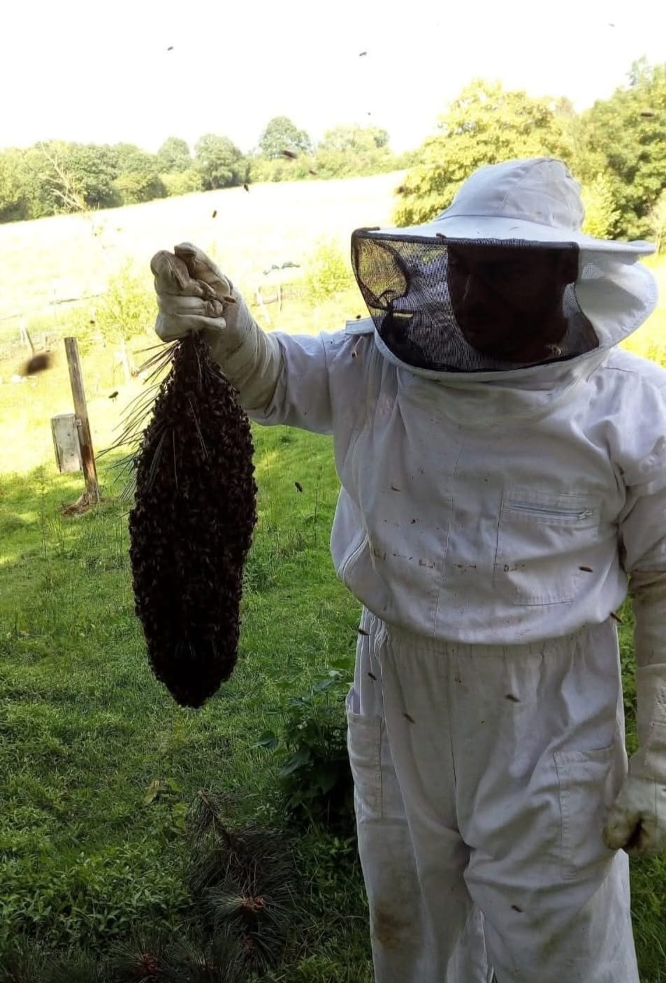 Apiculture