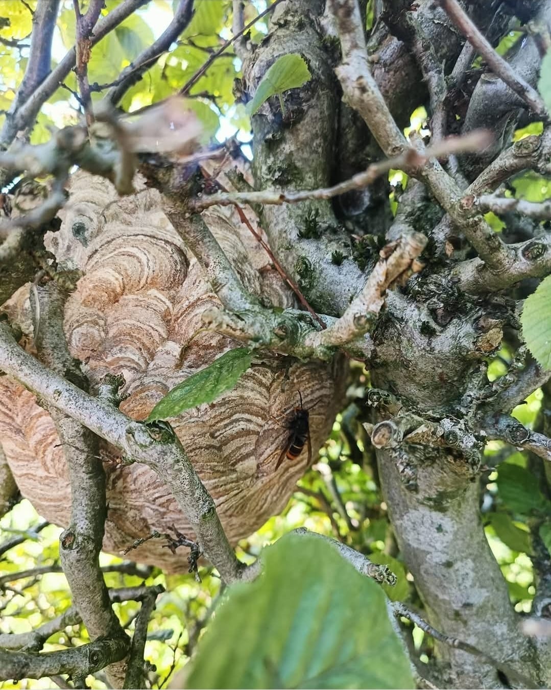 Nid de guêpes sous toiture
